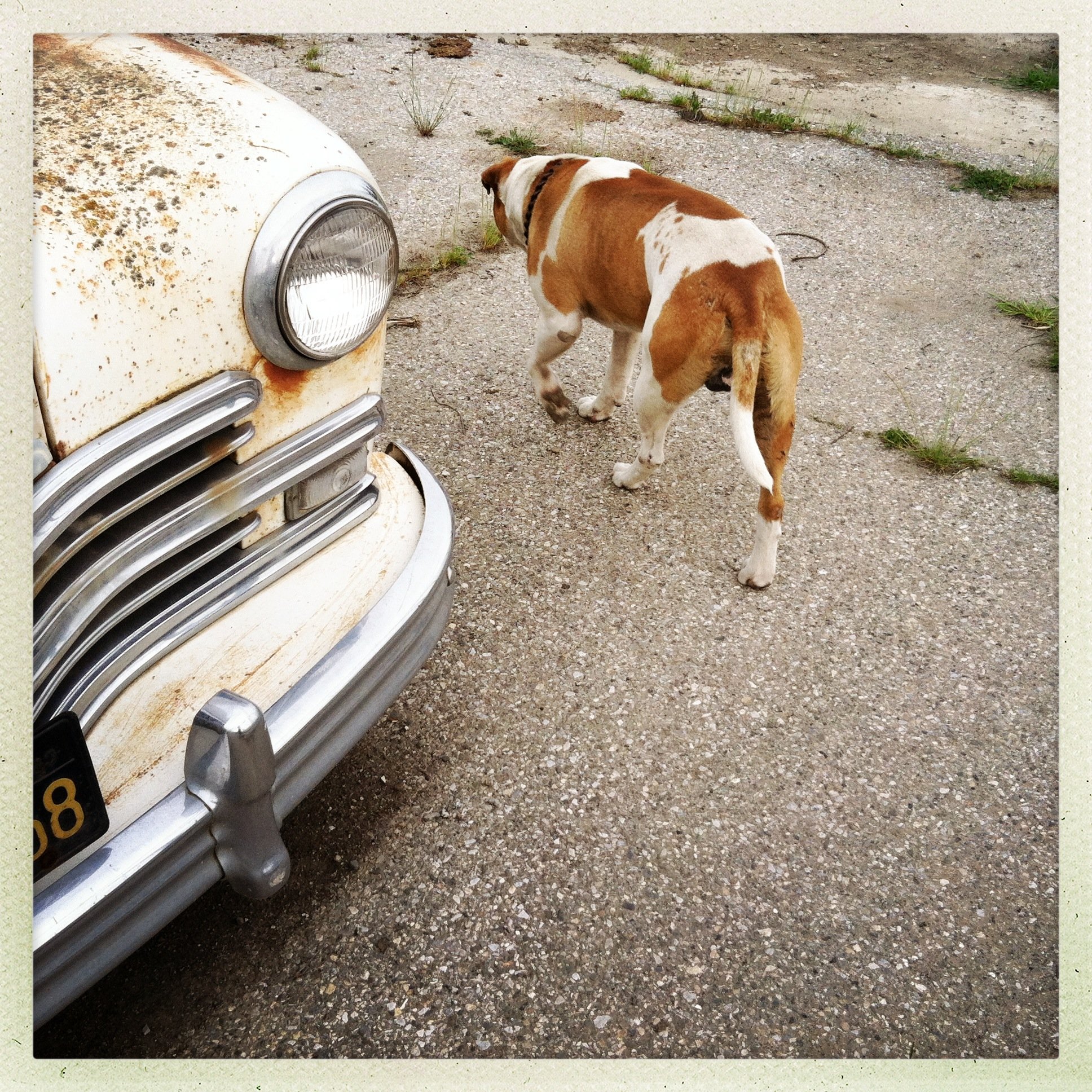  Junkyard Dog. Morgan Hill, CA 2013 