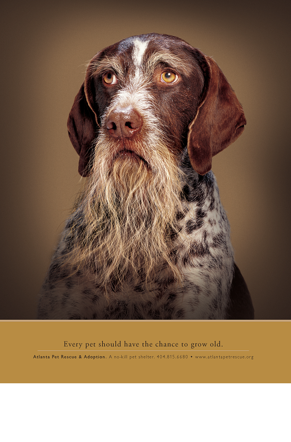   Every pet should have the chance to grow old.  As a no-kill shelter, these dogs and cats have a safe home until they're adopted.&nbsp;Because every pet deserves a long, happy life. 