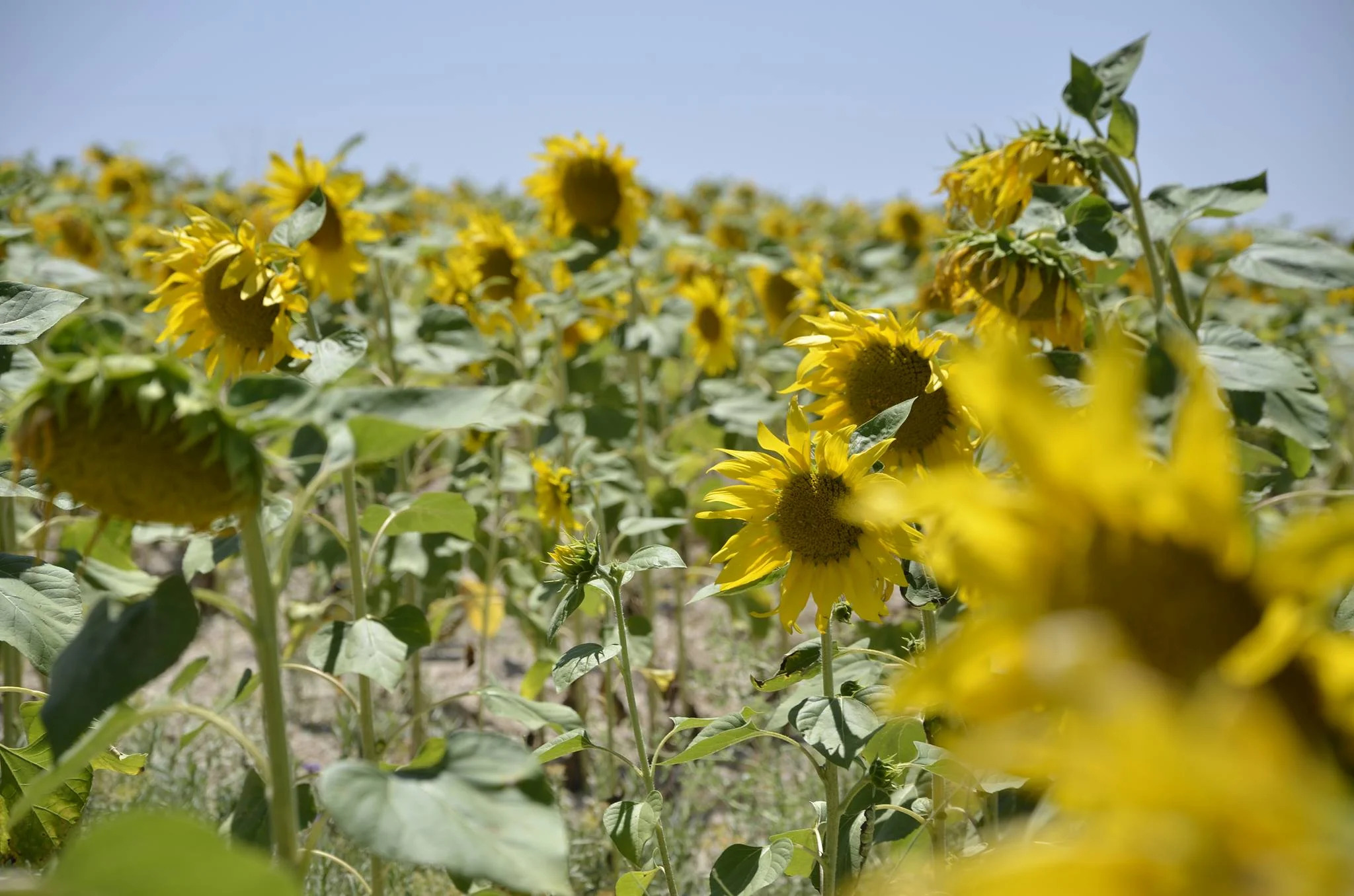 sunflowers.jpg