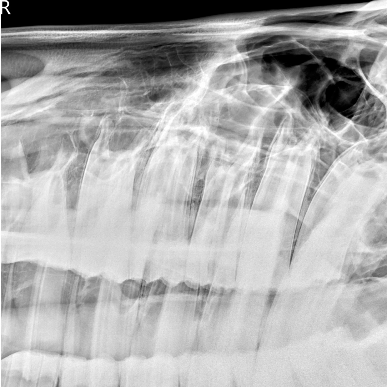 20170207-Skull RO Vert.jpg