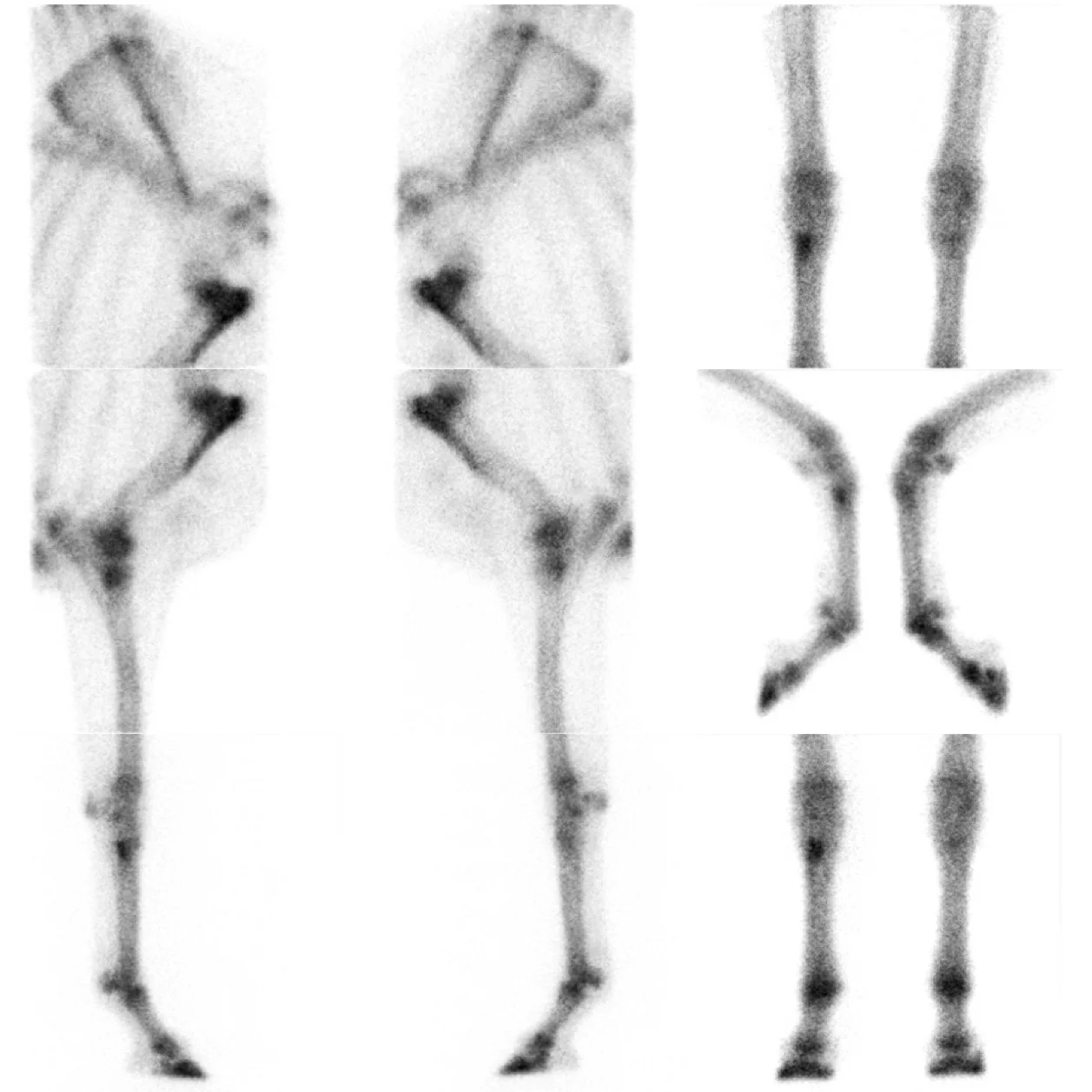 20170203-NM Front Limbs V.jpg