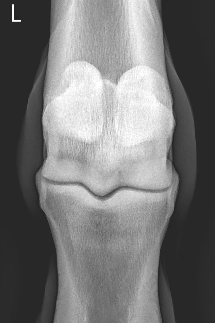 20170227-LF Fetlock DP.jpg