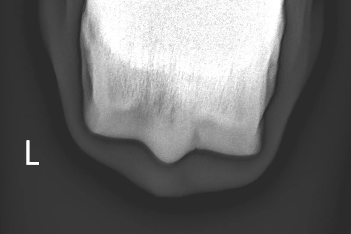 20170227-LF Fetlock Skyline.jpg