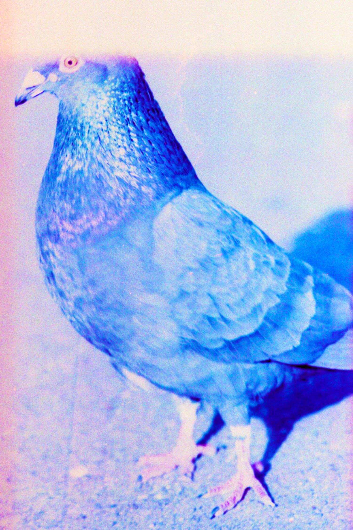 waespi_pigeon_002s.jpg