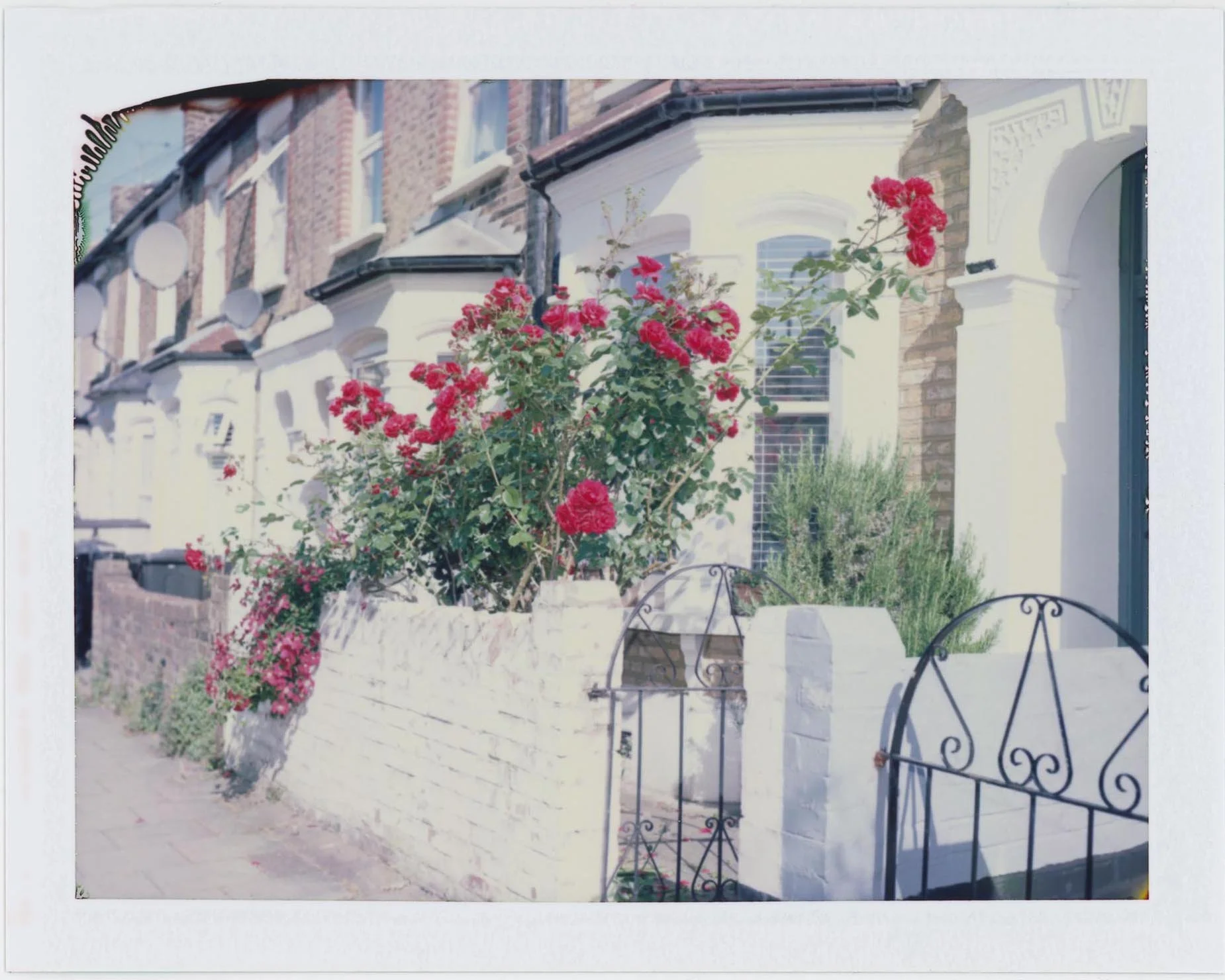 hackneyrose_58.jpg