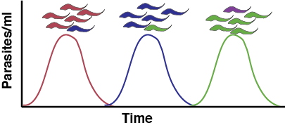Antigenic variation leads to waves of parasitemia as each variant is recognized.