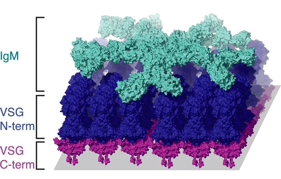 A hypothetical model of IgM antibody (teal) binding to VSG (pink and blue).