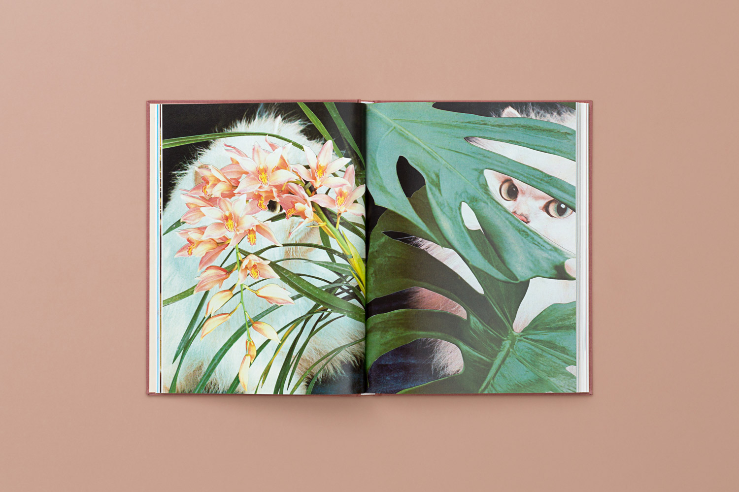 CATS_PLANTS_08-copy.jpg