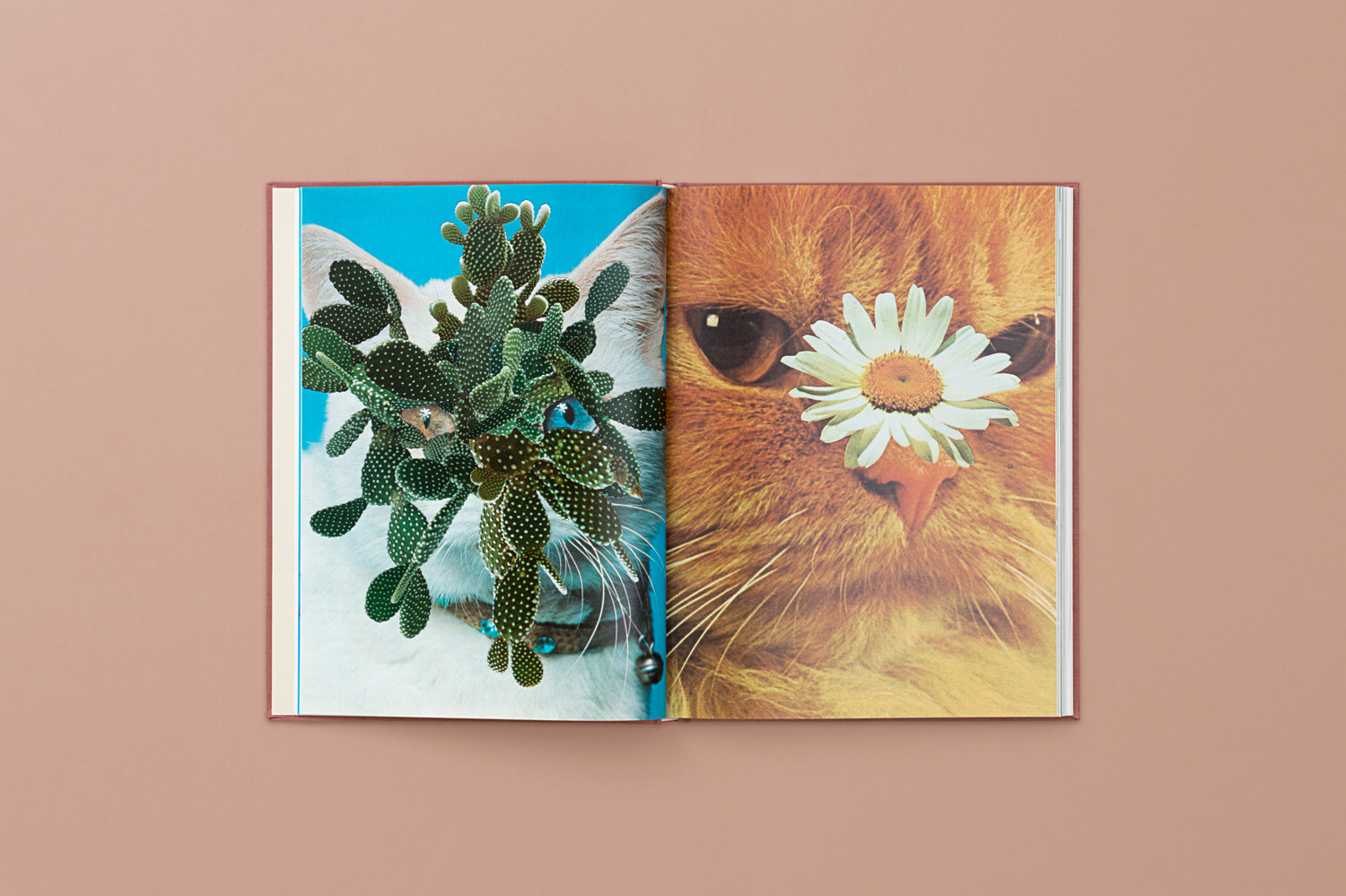 CATS_PLANTS_04-copy.jpg