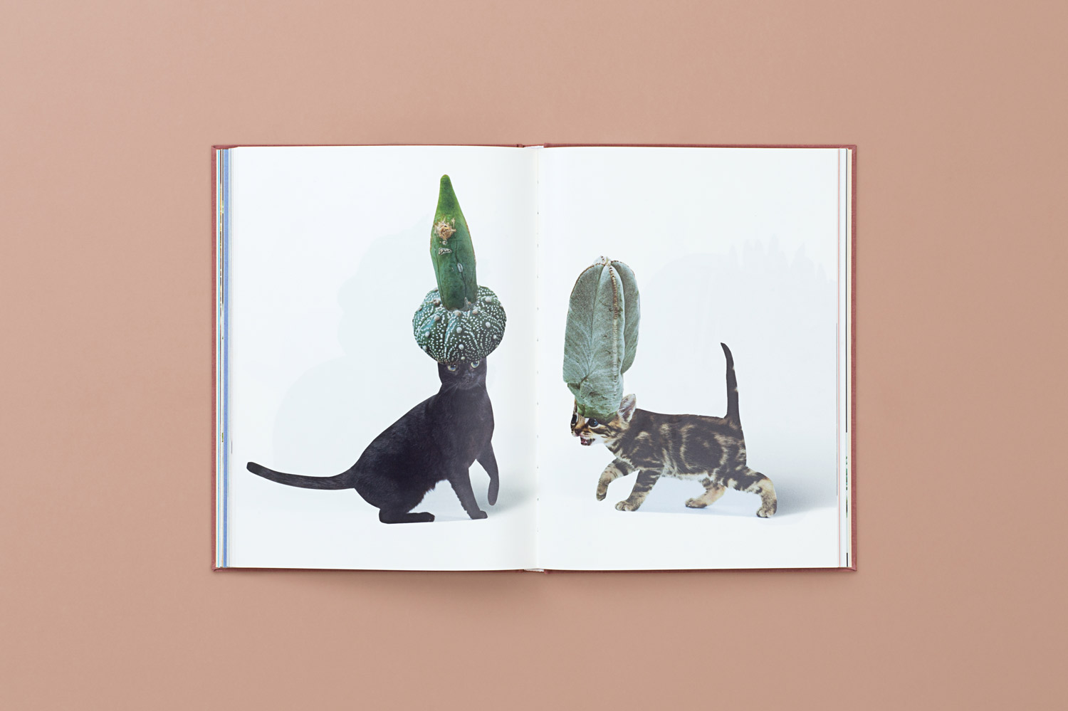 CATS_PLANTS_06-copy.jpg