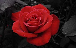 0e3f7016cc7c9688faaf126586ecc237-crop-u2436.jpg