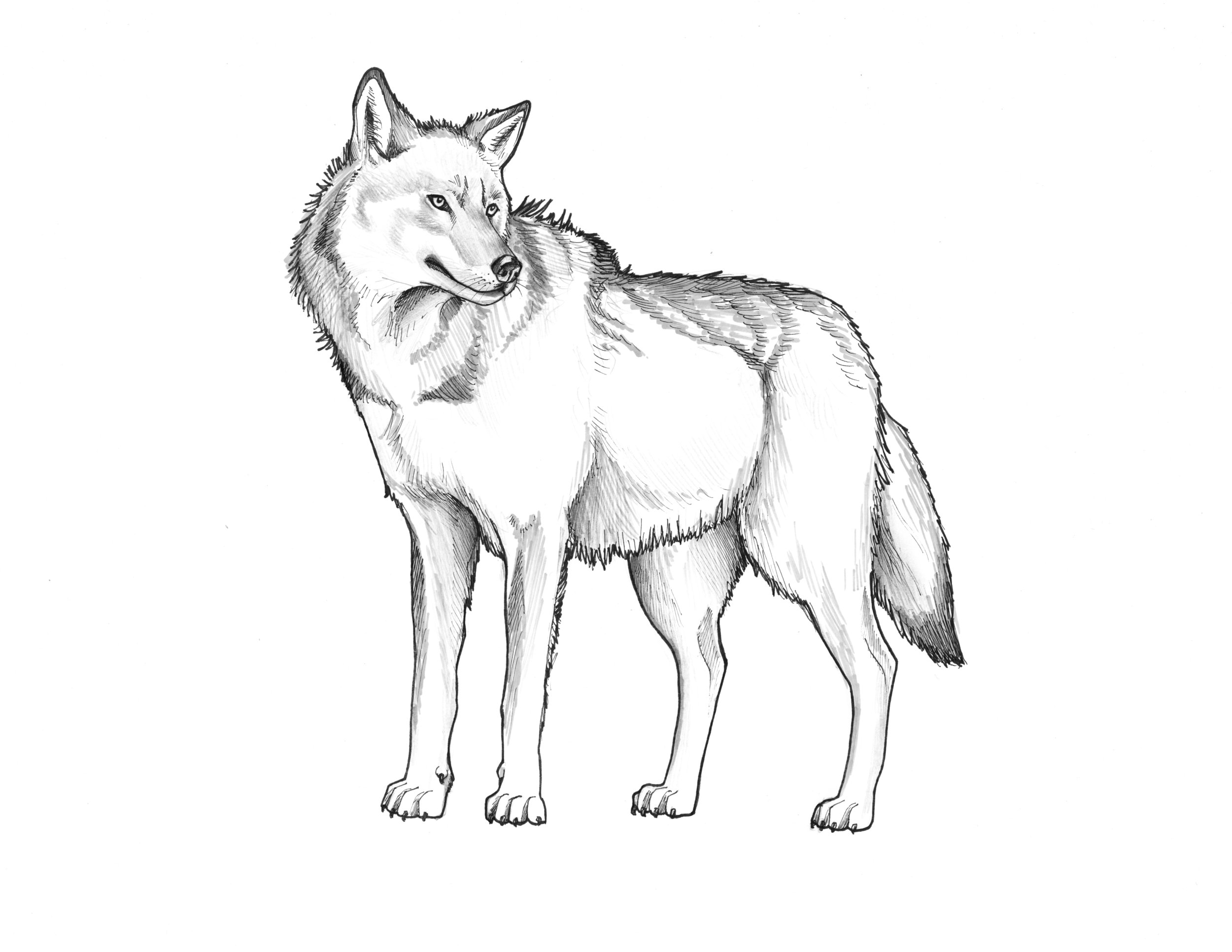 Russian Wolf_cropped.jpg