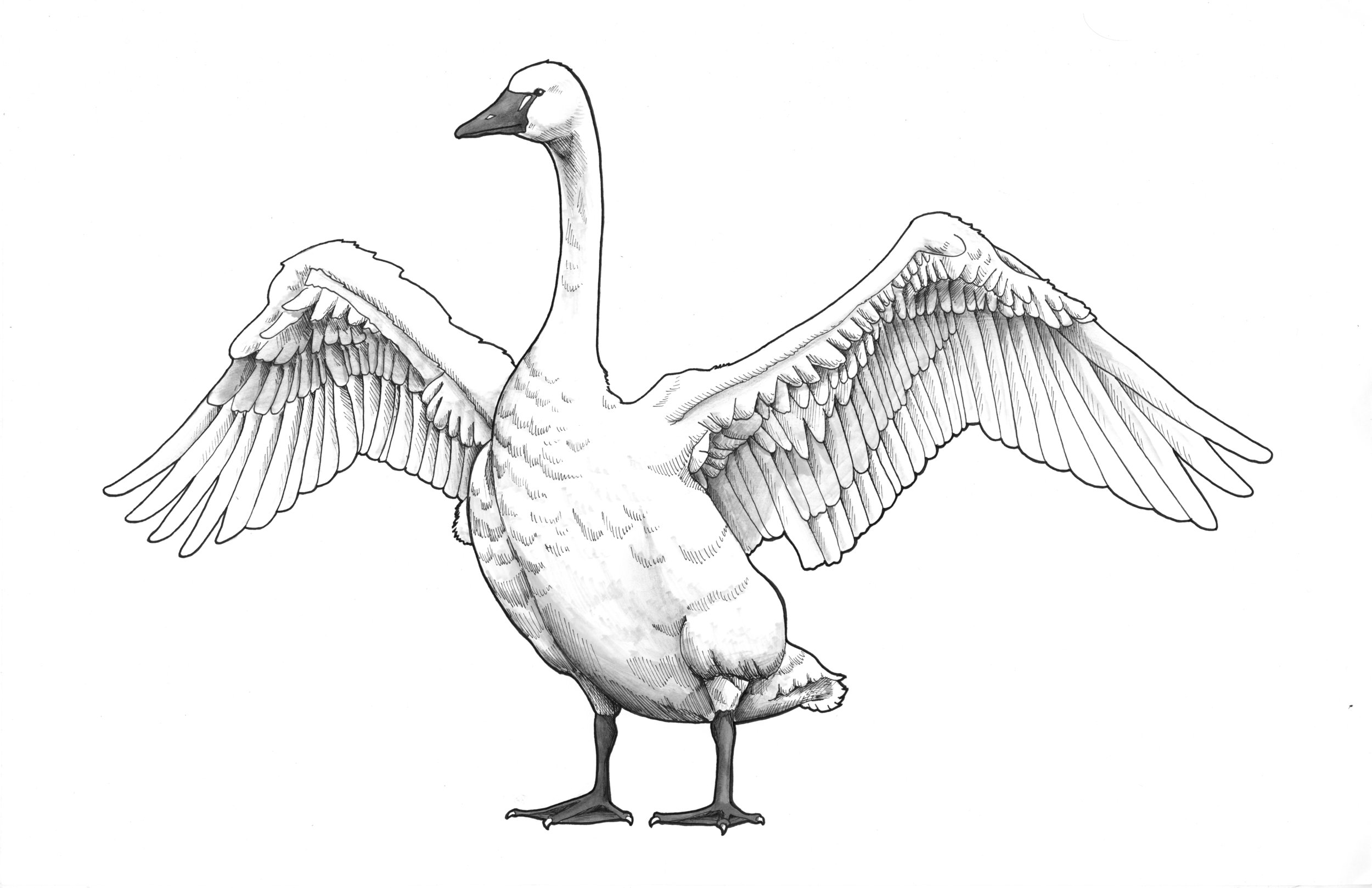 Tundra Swan_crop.jpg