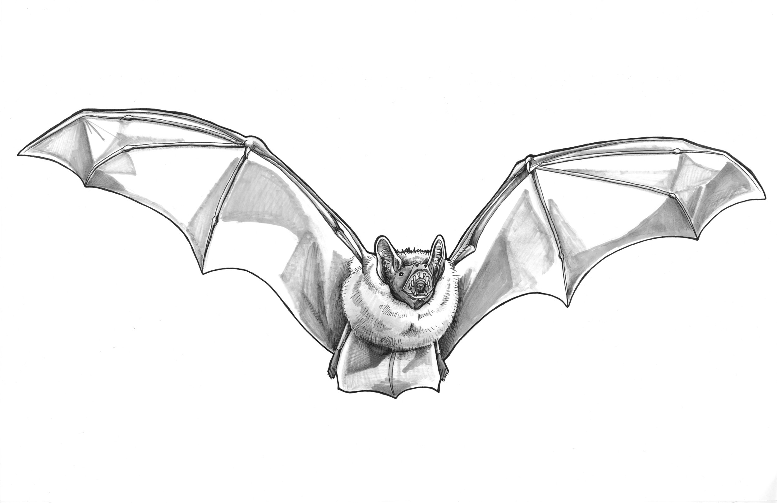 Northern Bat_crop.jpg