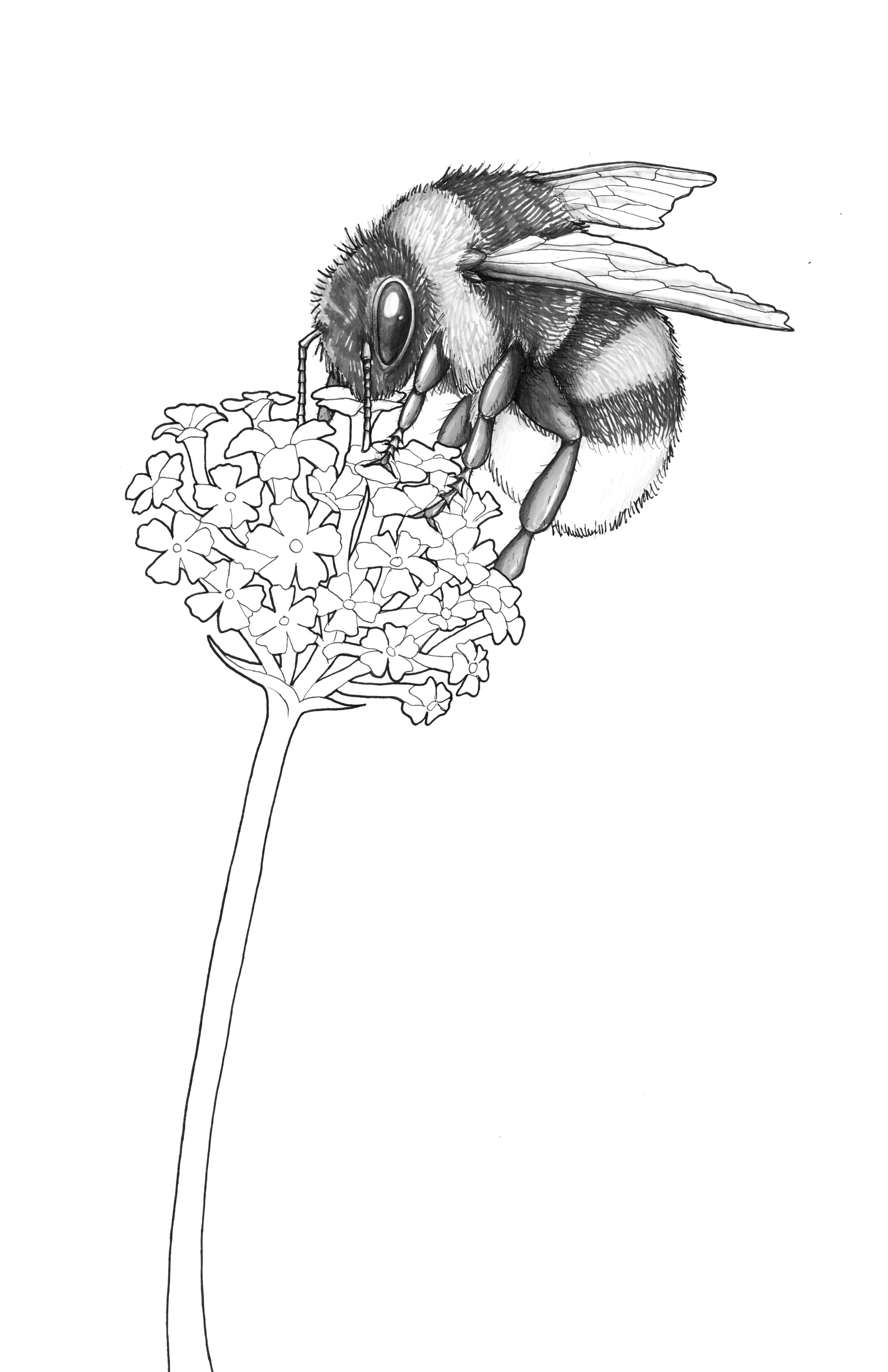 White Tailed Bee_white_crop.jpg