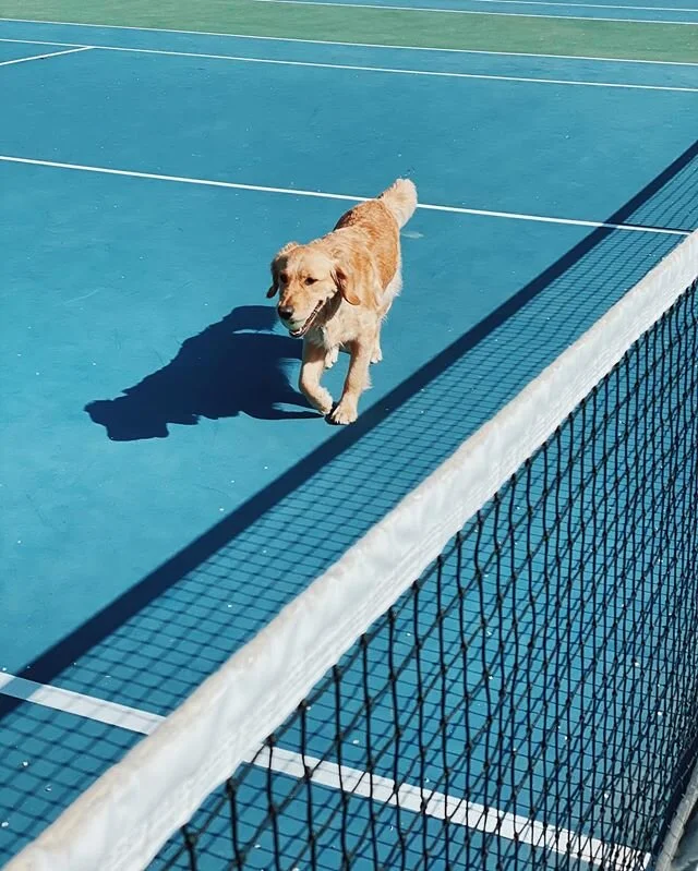 🎾 🐶 🌸