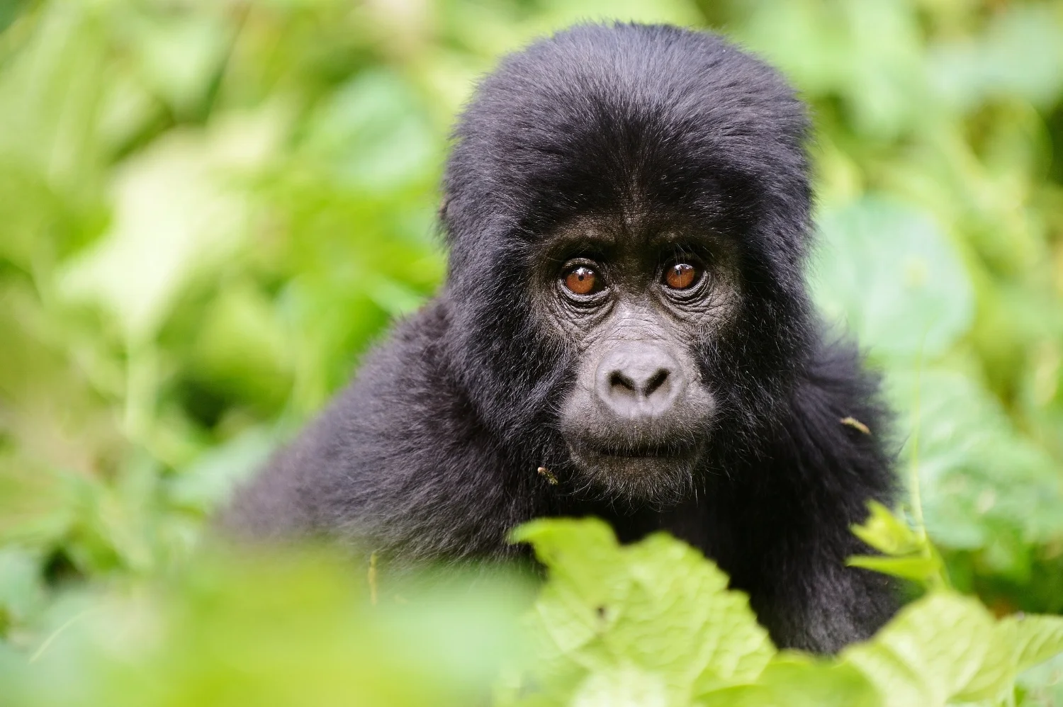 Uganda