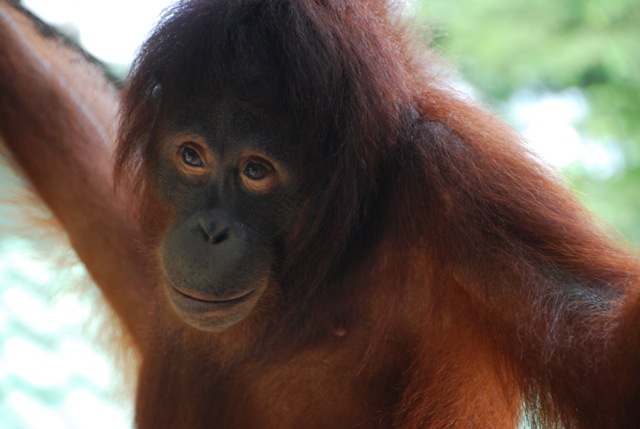 Orang-utan.jpeg