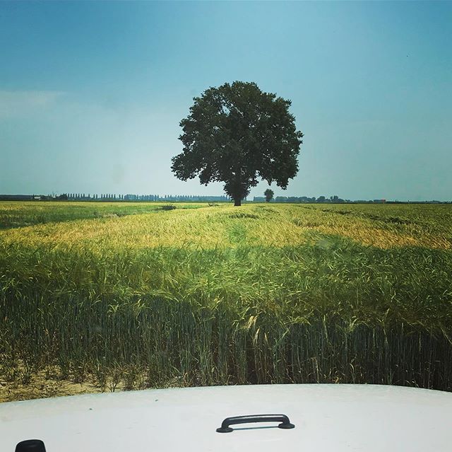 Emilia Romagna: questo albero ha dato riparo a generazioni di agricoltori dalla calura estiva durante il periodo della mietitura. #pianurapadana #grano #finaleemilia #emiliaromagna #agricolturaitaliana #novecentobertolucci #foodphotographer #italianc