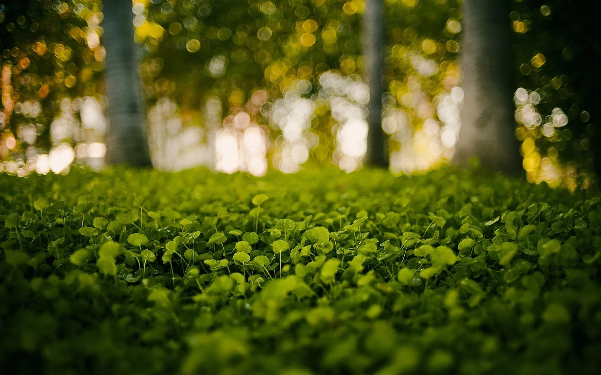 forest3.jpg
