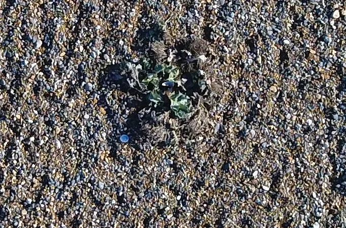 LitterObject_Bush.jpg