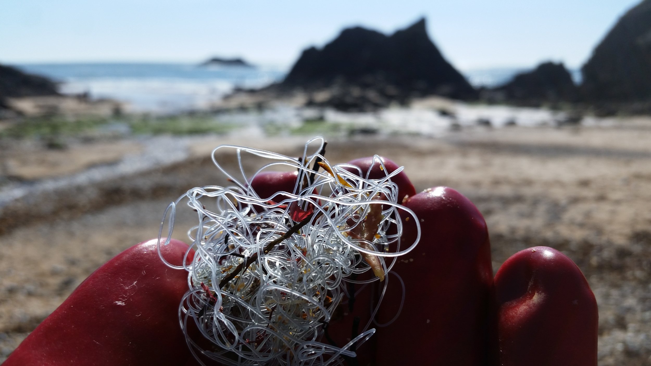 Tangled fishing line, a depressingly common item.