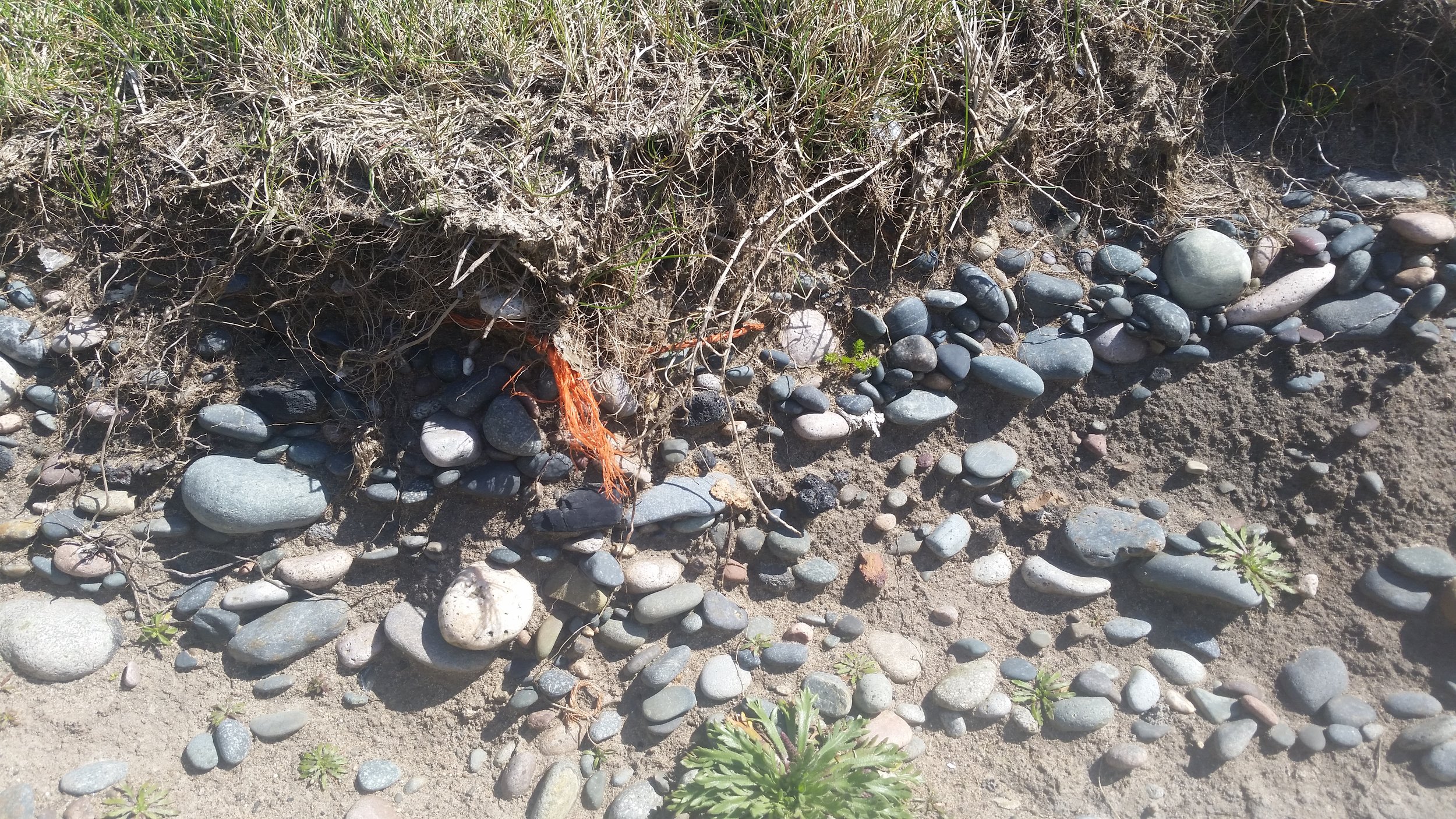 Evidence of the 'plastocene'?