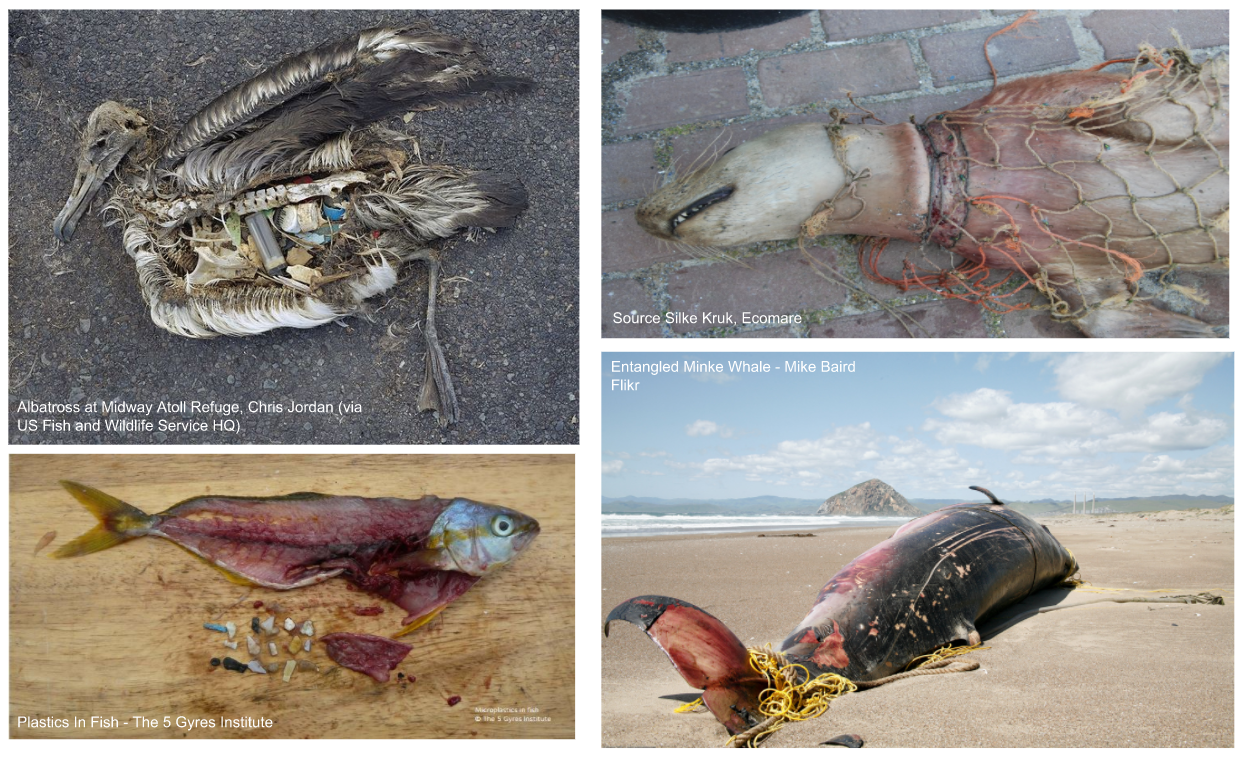 Victims of an ocean under siege with our own litter.