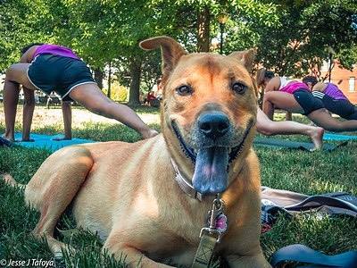 Rosa the Dog - Yogi Greeter & Hand Shaker