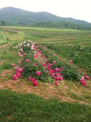 Pharsalia Farm