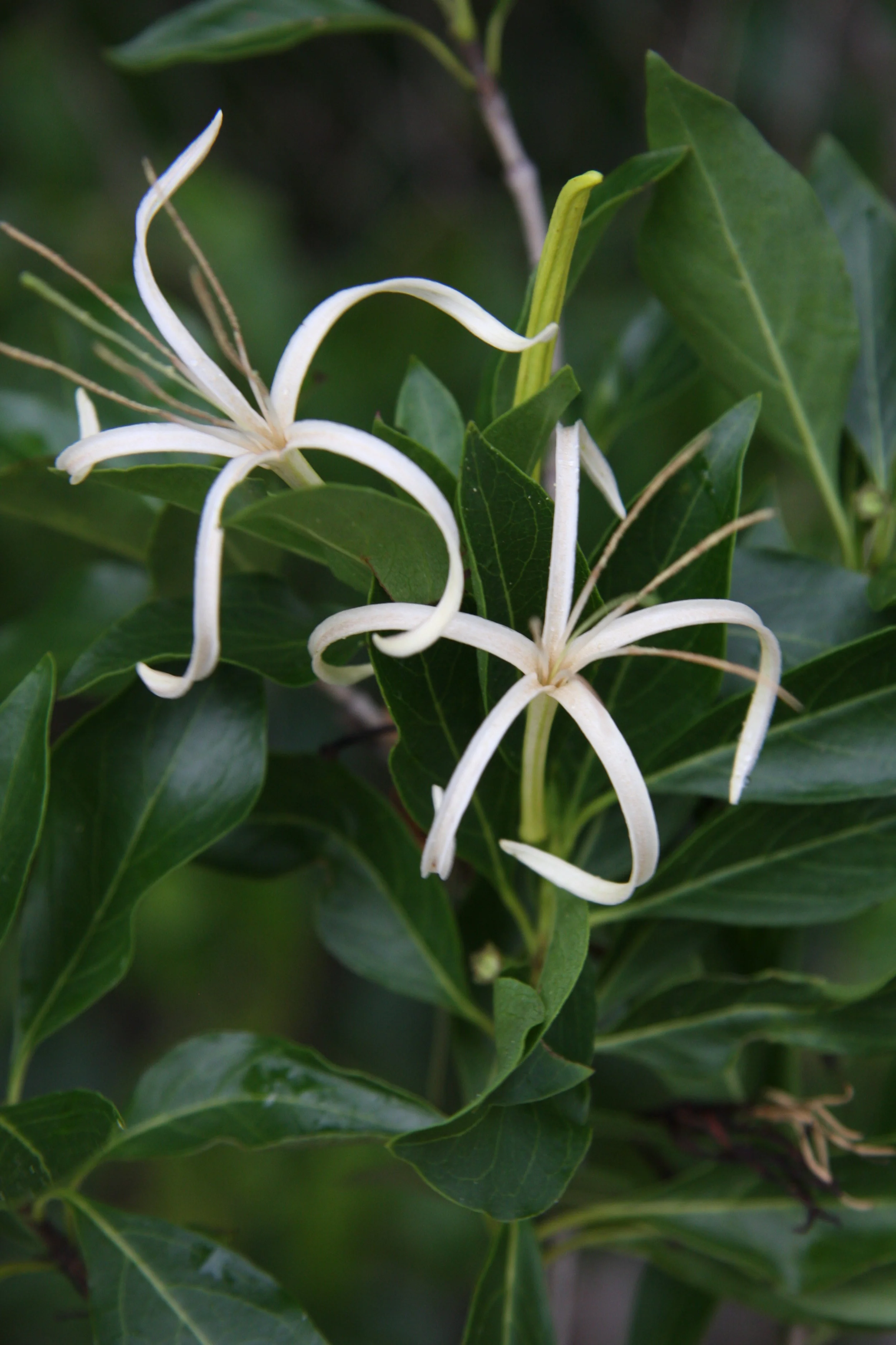Exostema caribaeum RUBICEAE Kent Kainulainen.JPG