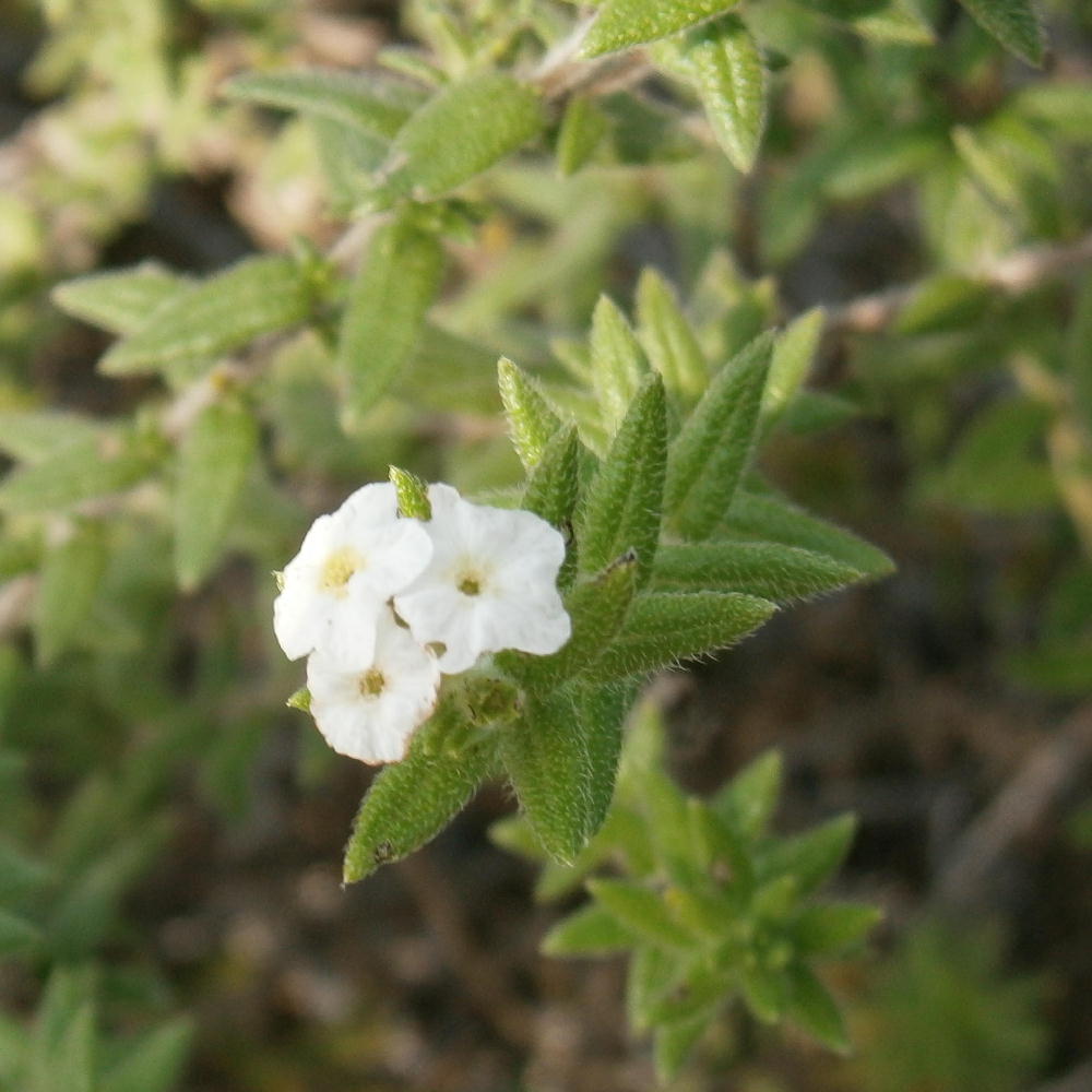 Bushy Heliotropium