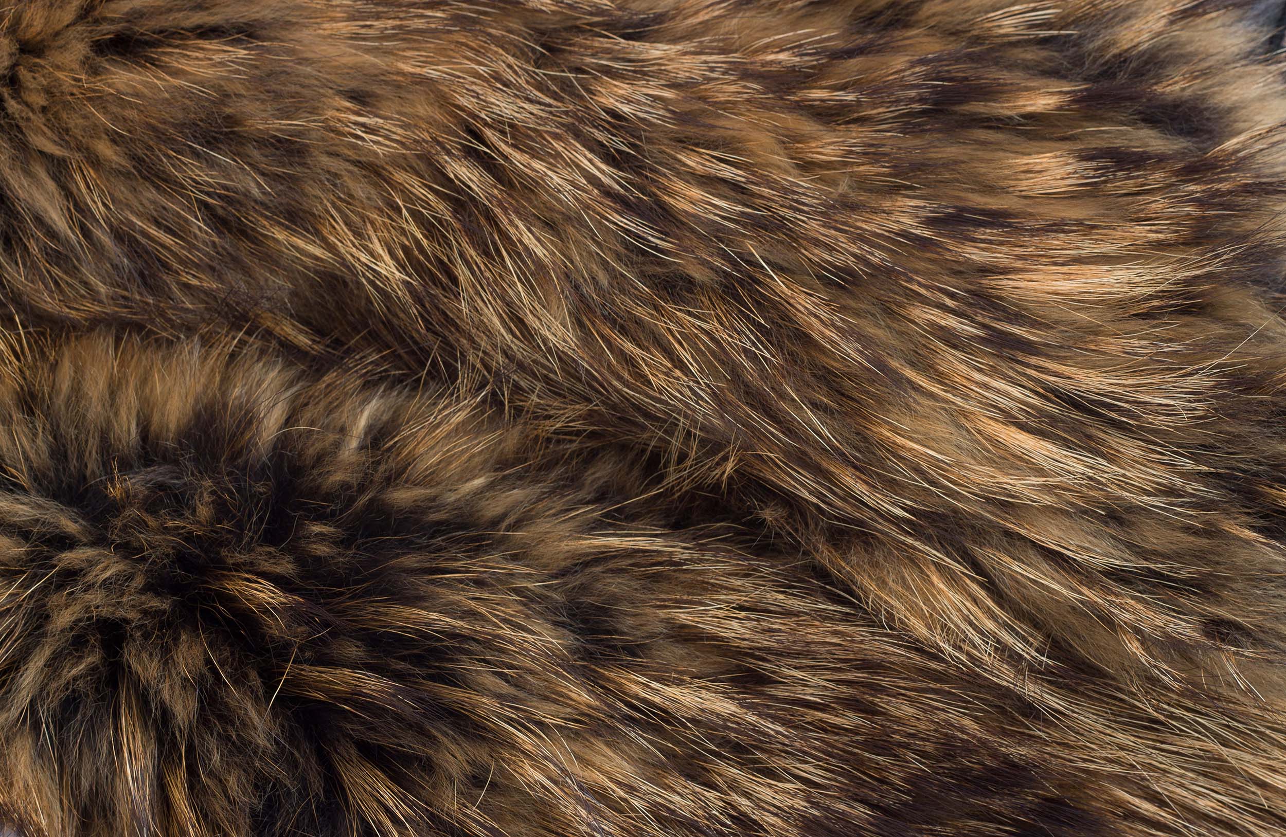 pat-flesher-fur-beautiful-brown-.jpg