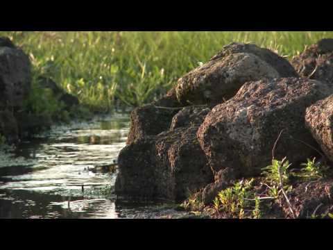 Tyrendarra Trails Mobile App Trailer