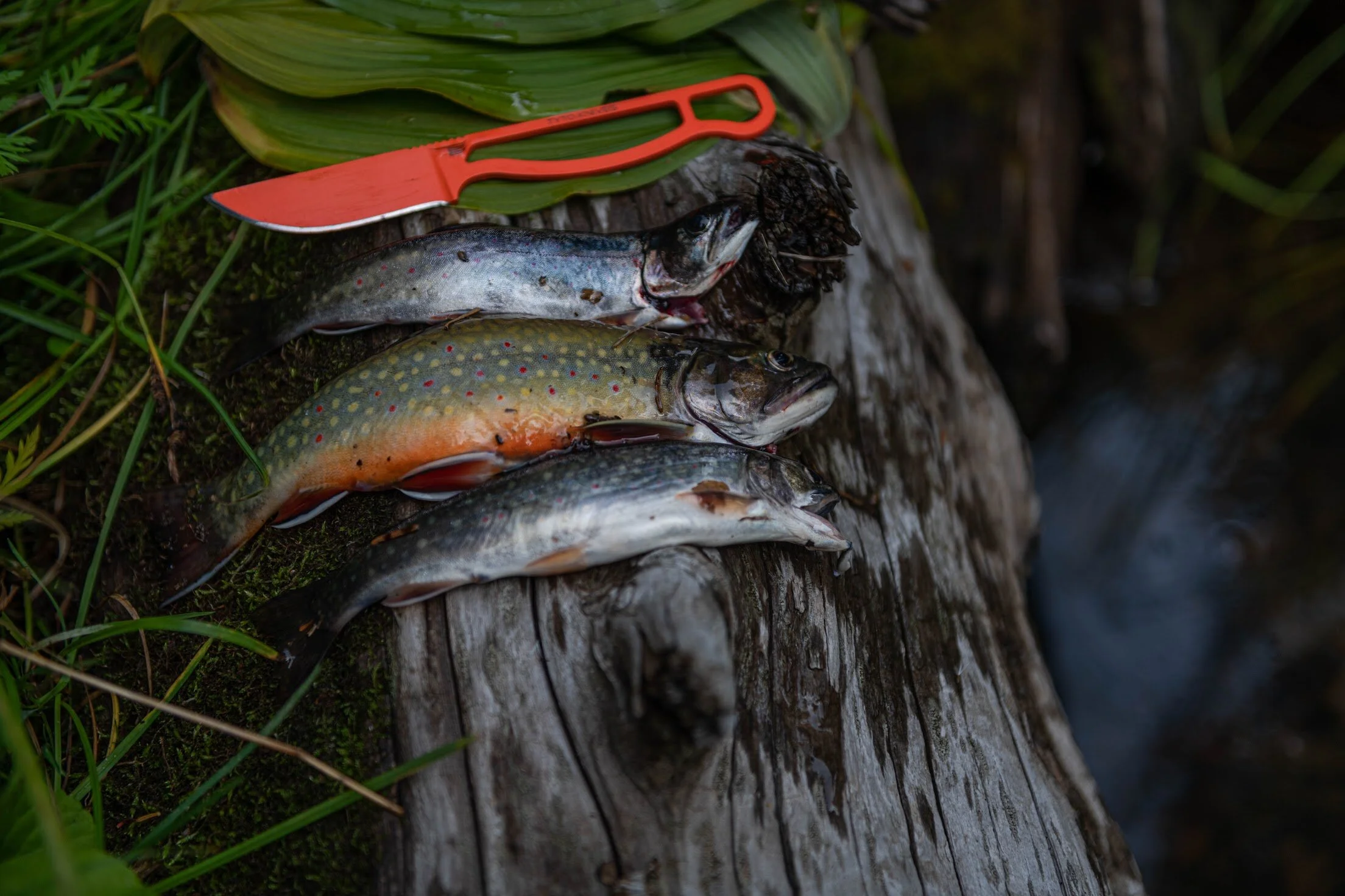 Articles Pacific North Wild