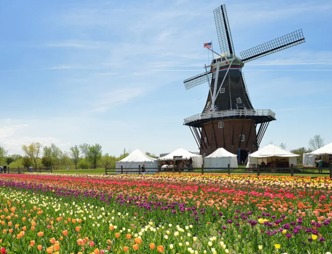 Holland Tulip Festival