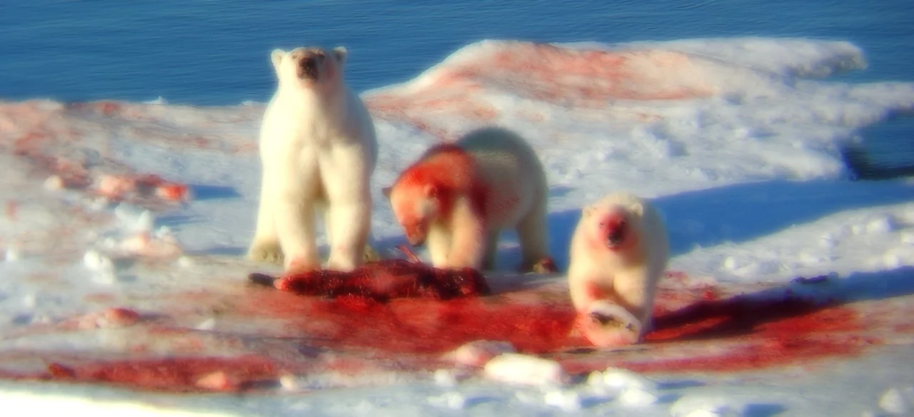 blood_animals_polar_bear_desktop_1280x960_hd-wallpaper-138760.jpg