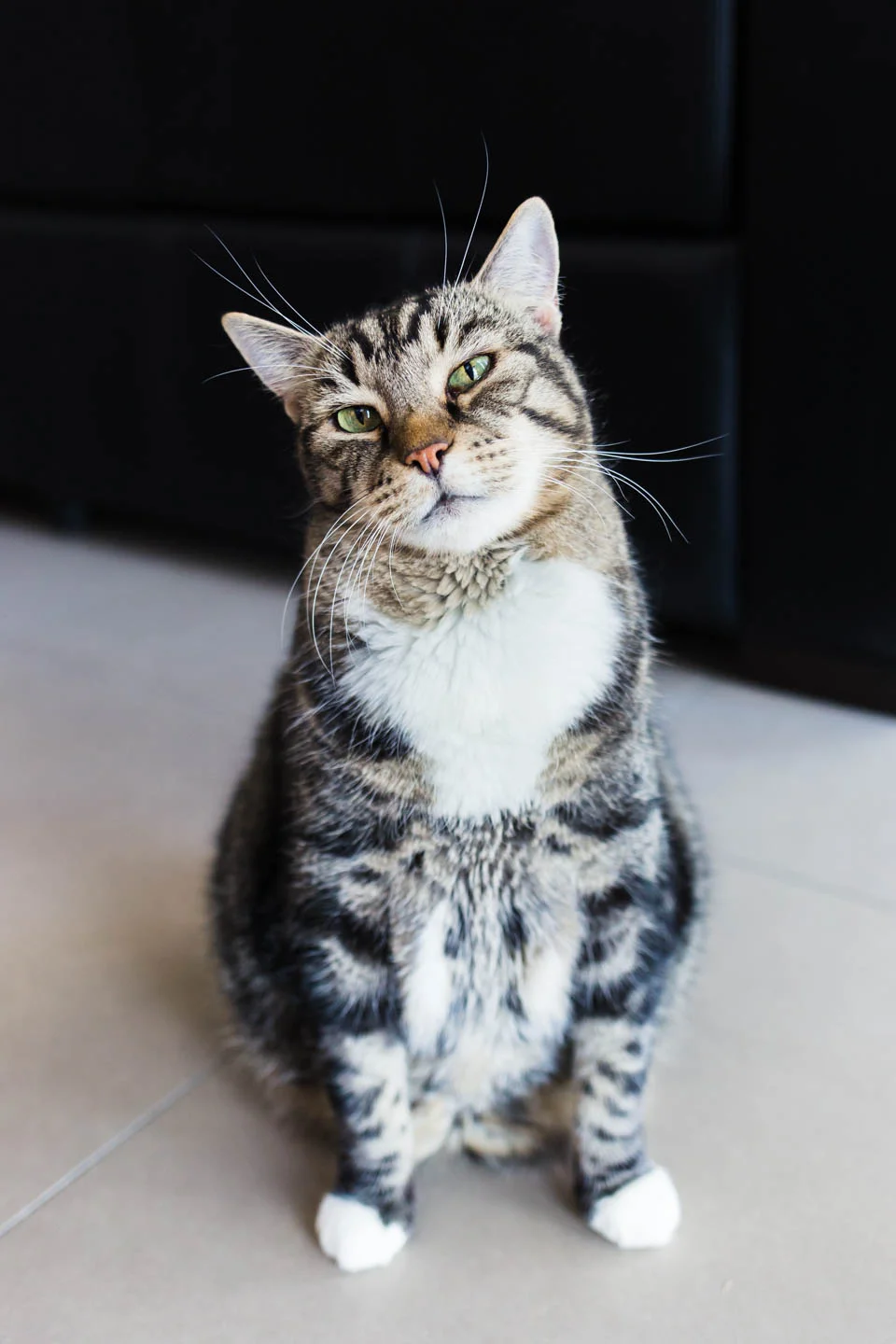 Xanthi the Cat