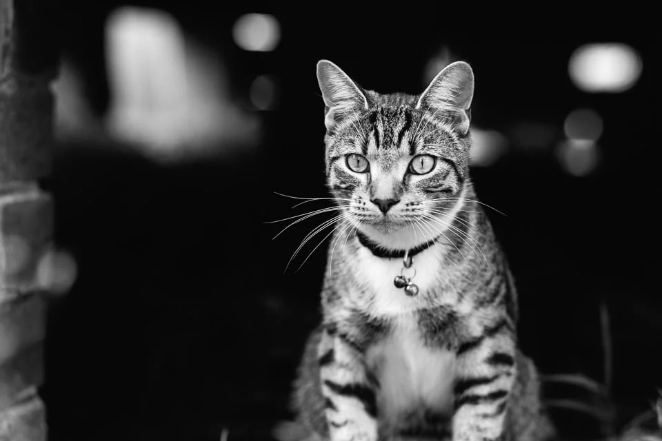 Boris_23-Apr-17-089.jpg