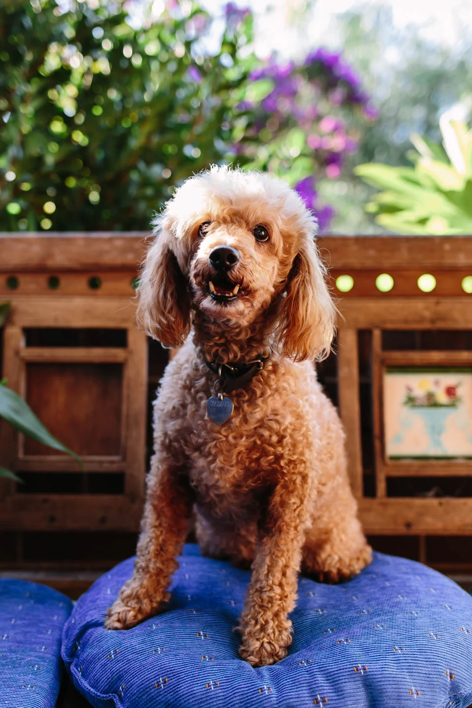 Alice the Cat and Teddy the Poodle