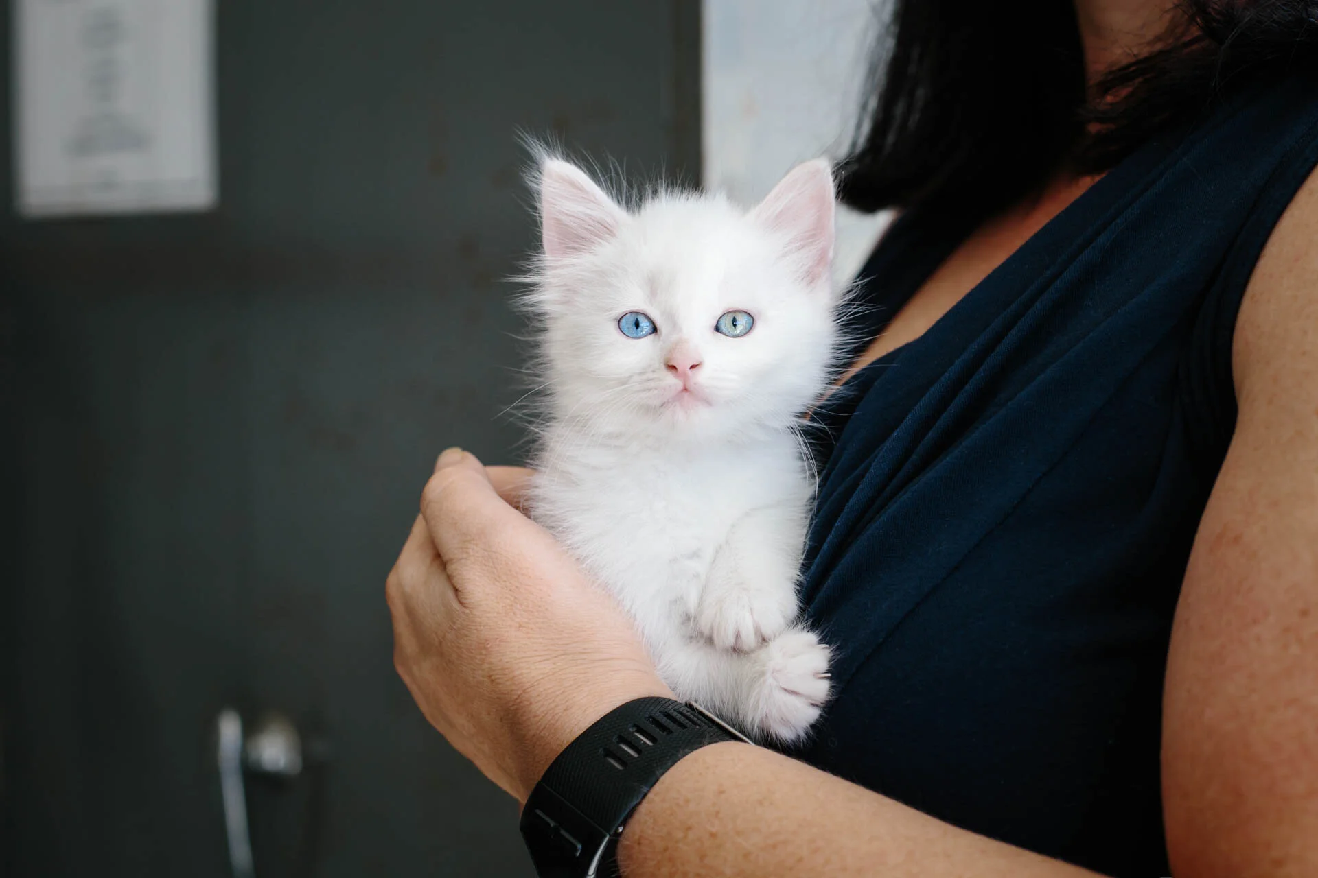 Alaska-the-Kitten-021-Edit (1).jpg