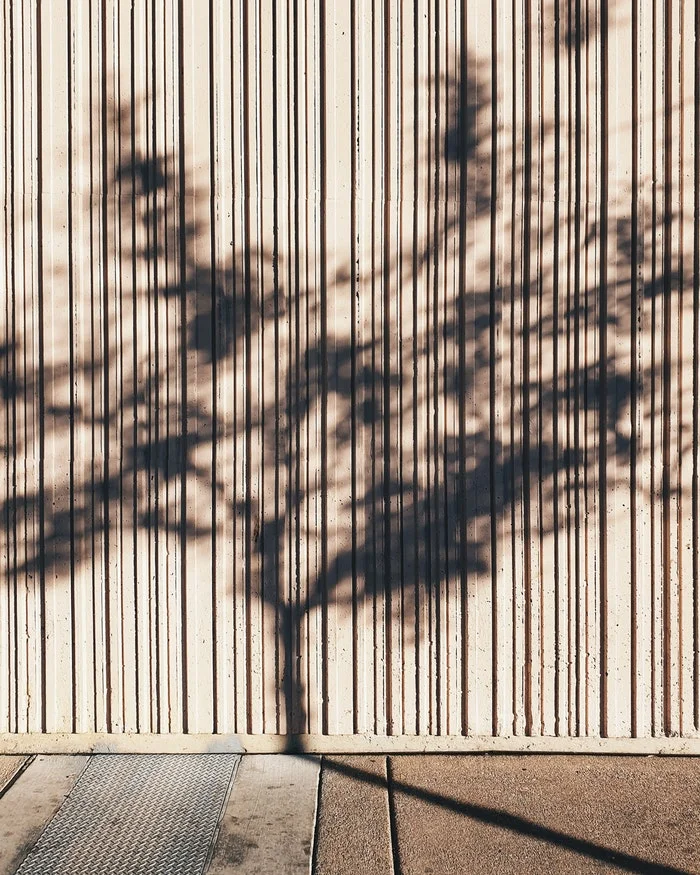 Forest Bathing: Nature Rituals the Japanese Way 