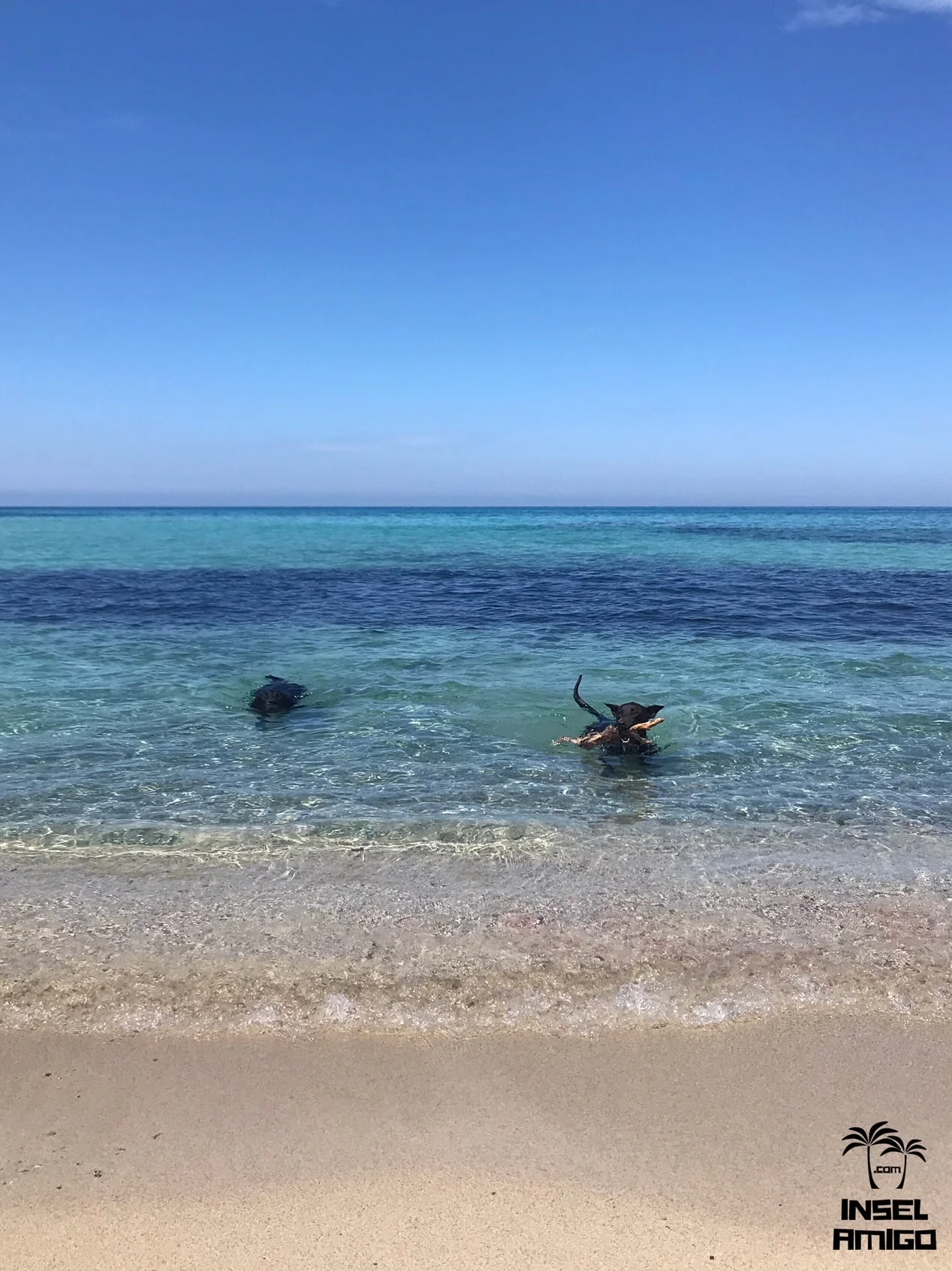 Lani und ihr Hundekumpel beim Schwimmen in der Cala Mitjana