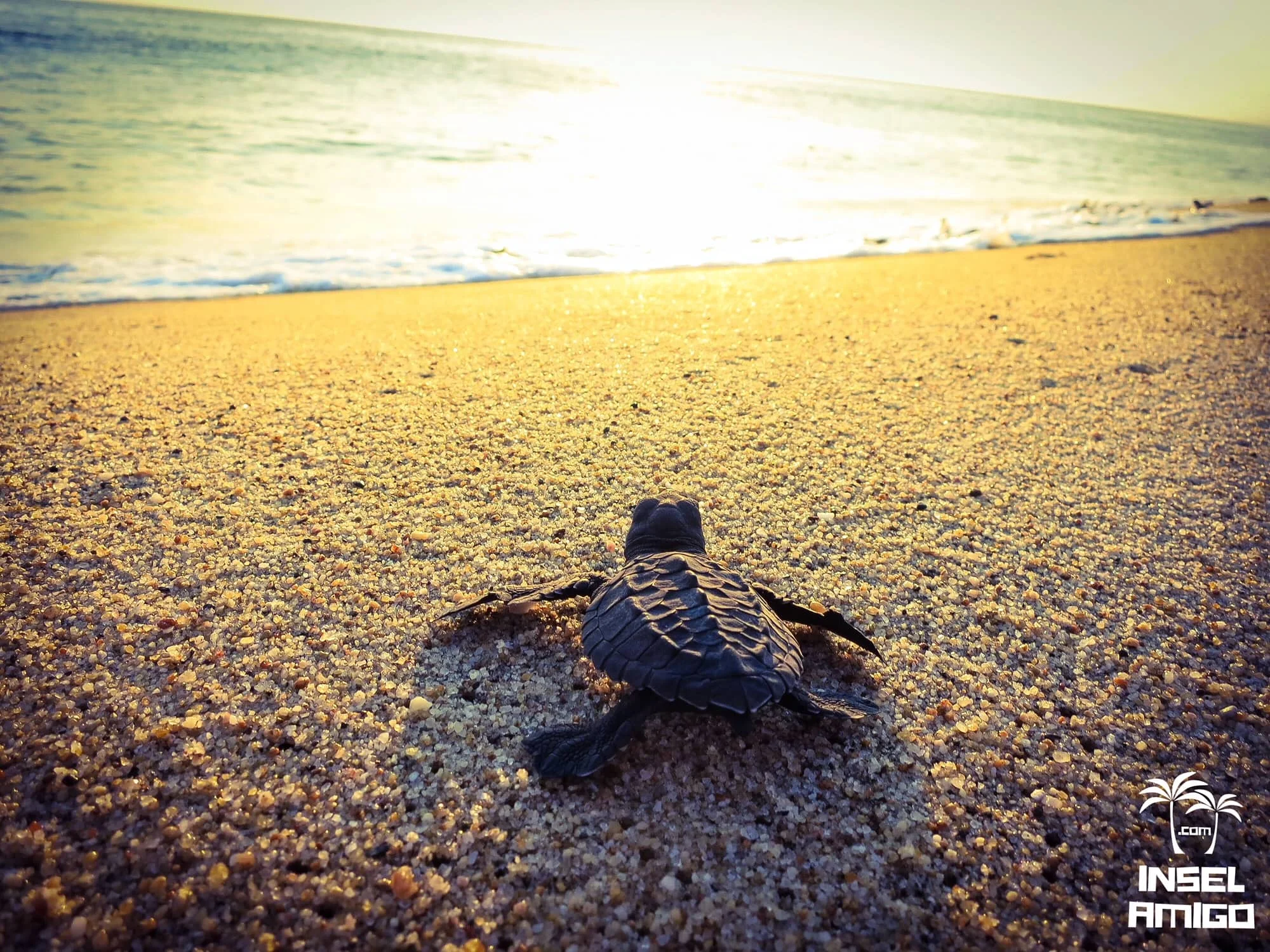 Baby Schildkröte am Strand in Mexico