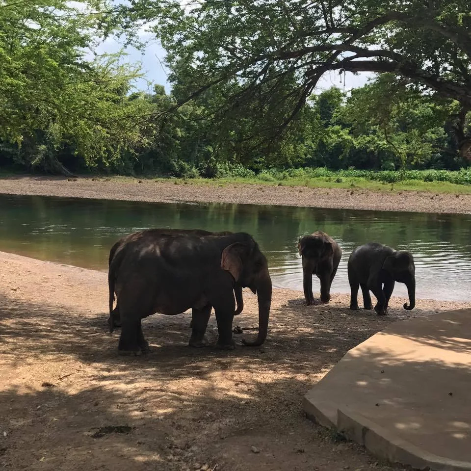 elephant2.jpg