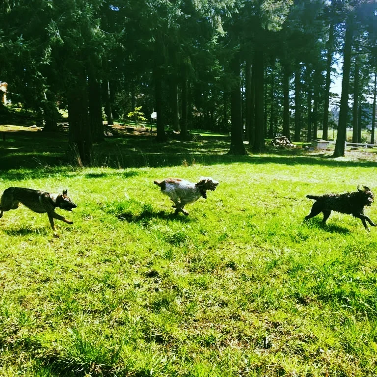Dogs Chasing.jpg