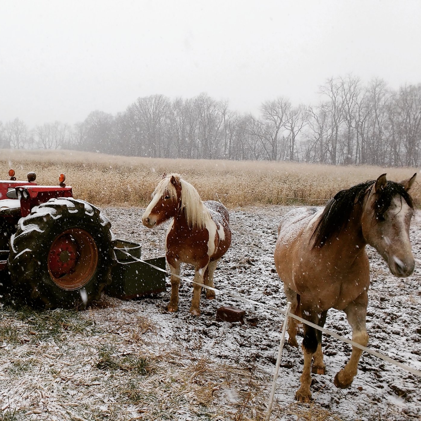 Wooly Pig Farm Brewery