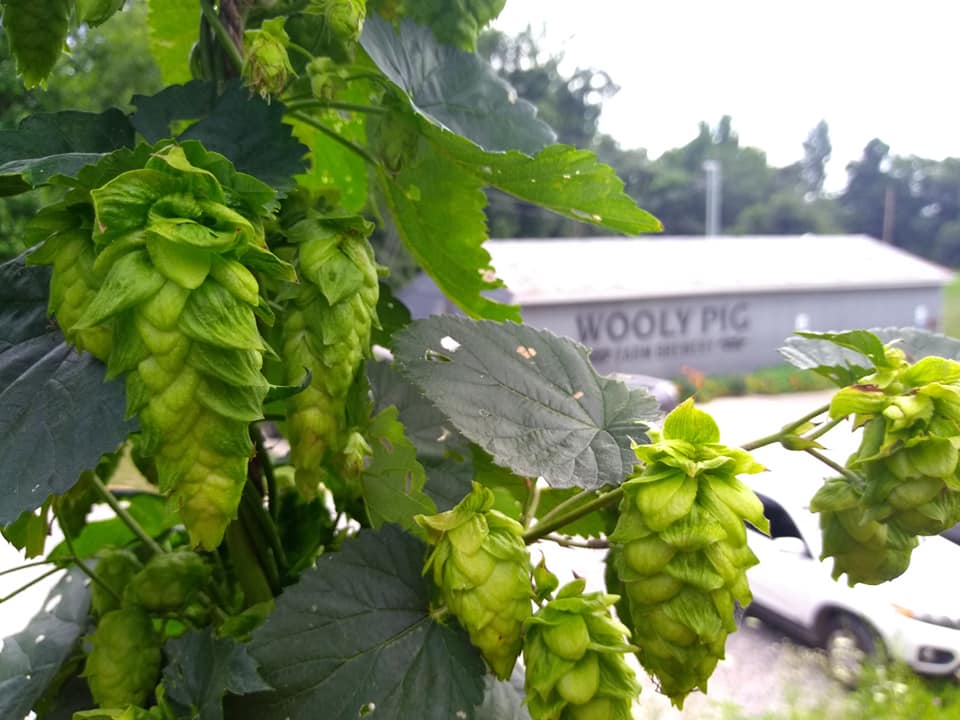 hops&brewery.jpg