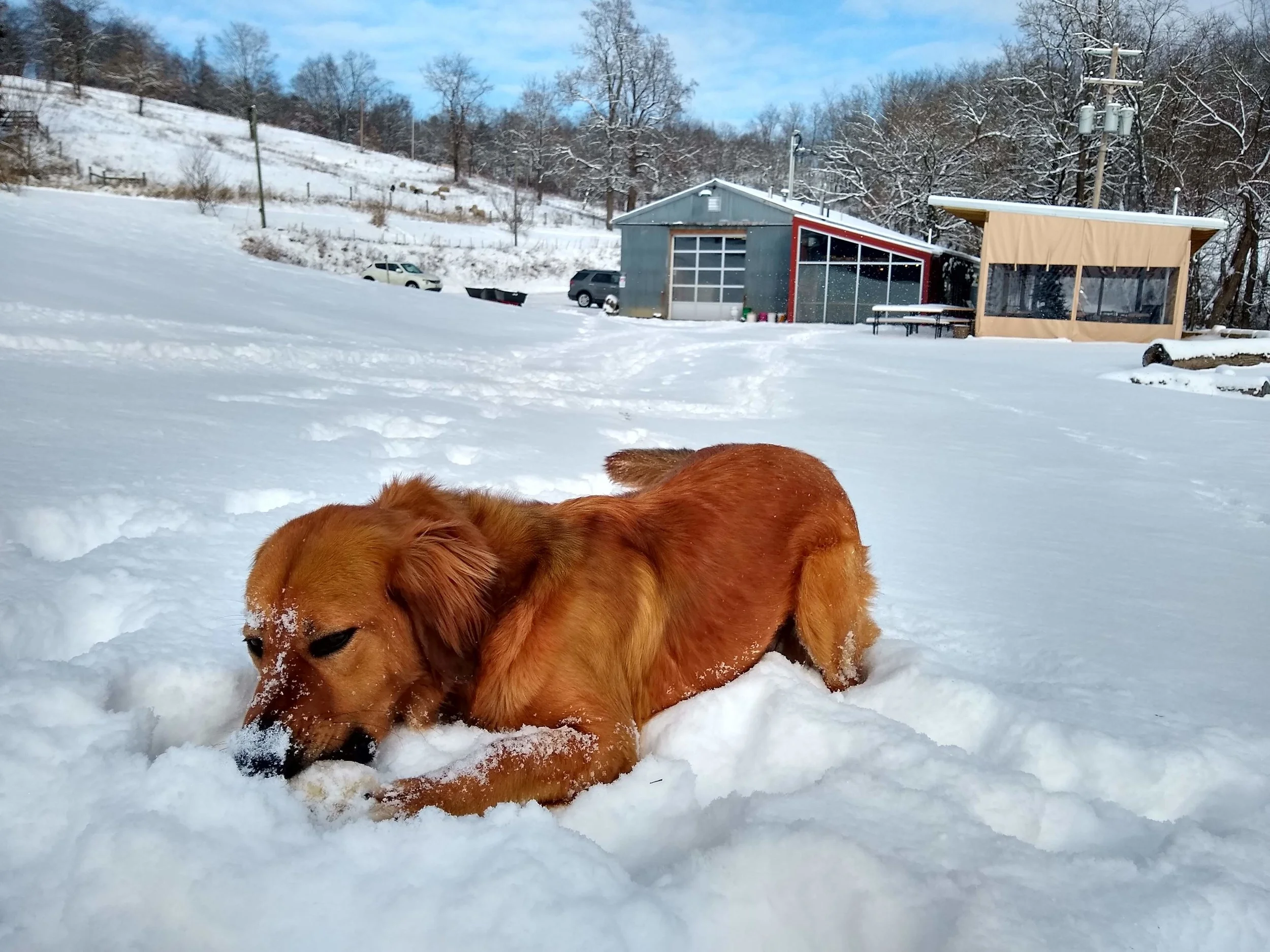 Auggie, the brewery dog