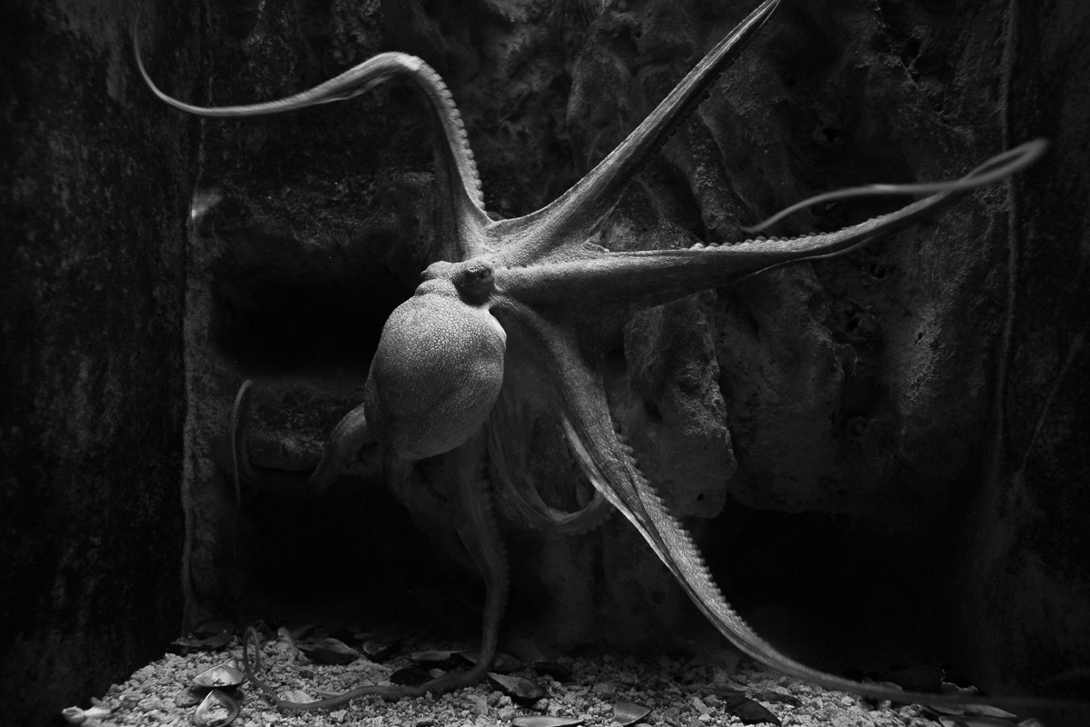 Alien form (Silicon Based)